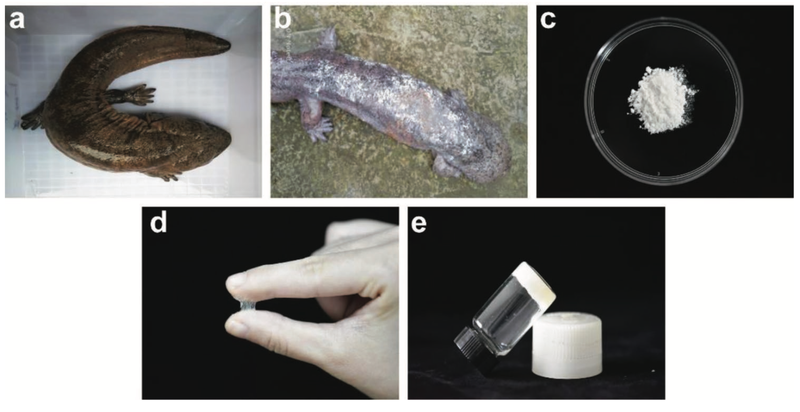 Images showing the production process, from collecting the mucus from giant salamanders (A,B), through to creating a freeze-dried powder (C), and creating and storing the sticky biogel (D, E).